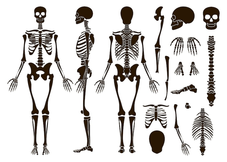 Gratis Vektor human bones skeleton structure elements set