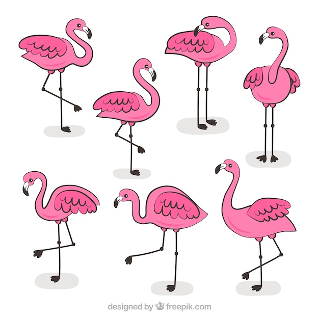 Sett med rosa flamingoer i forskjellige positurer