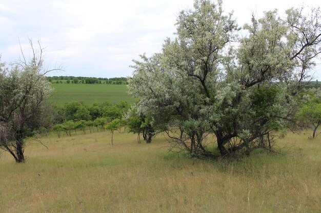 A field with trees and grass