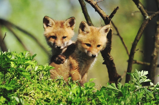 a group of young animals frolicking in the forest