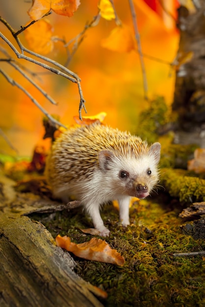 african pygmy hedgehog on moss