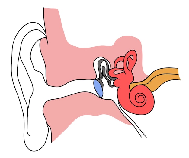 Anatomy of human ear on white background Illustration