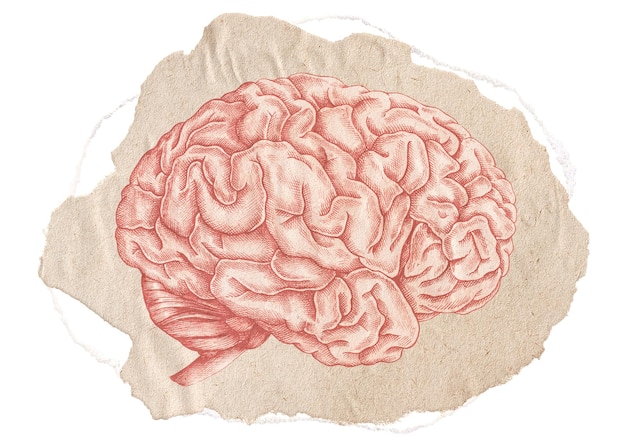 Brain png sticker ripped paper transparent background