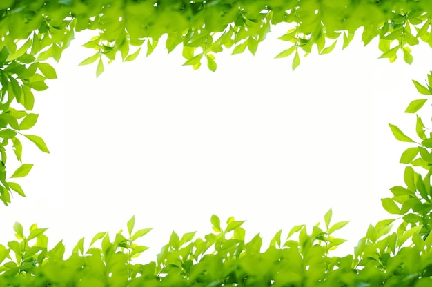 Cận cảnh lá trên nền trắng