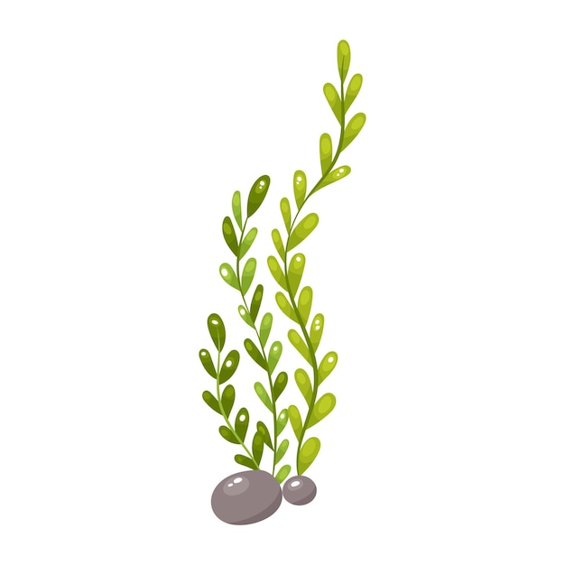 Cartoon style seaweed growing from pebbles perfect for aquatic designs