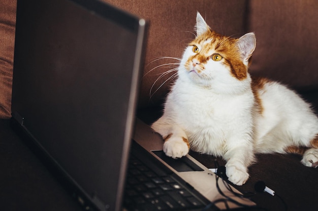 Cat looking at laptop
