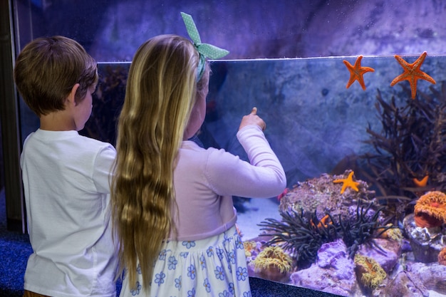 Children looking at starfish in tank