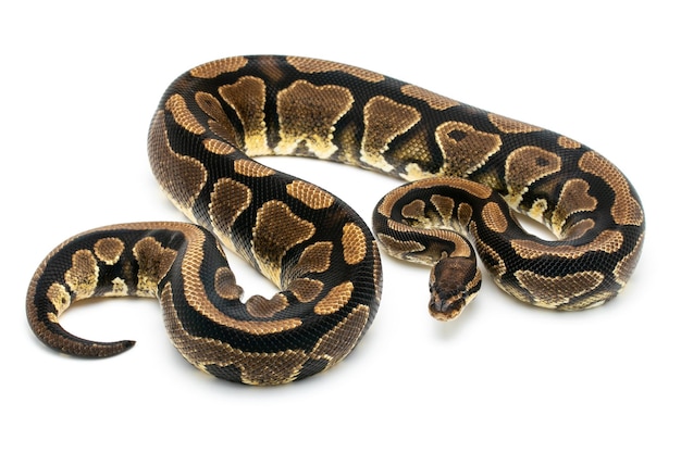 Close-up of an animal over white background