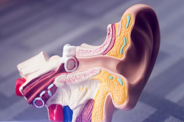 Close-up of artificial human ear