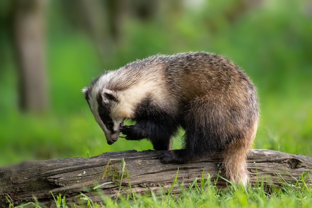 Close-up of badger on tree trunk