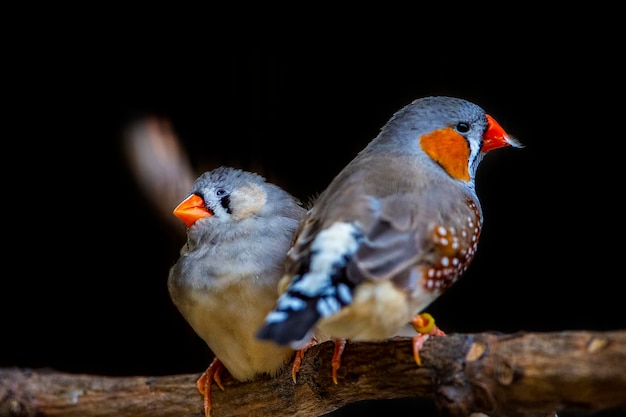 close-up of birds perching on wood