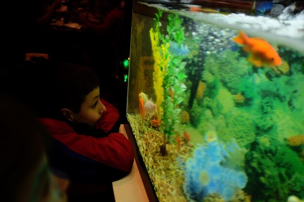 Close-up of boy looking at aquarium in darkroom