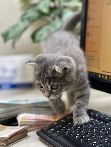 Close-up of cat sitting on table