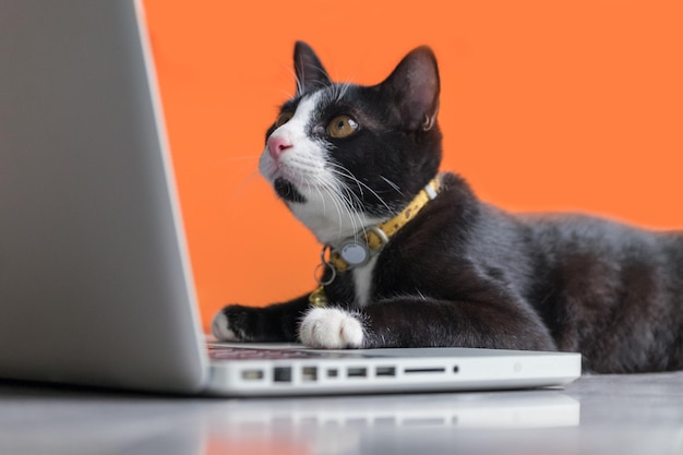 Close-up of cat sitting with laptop