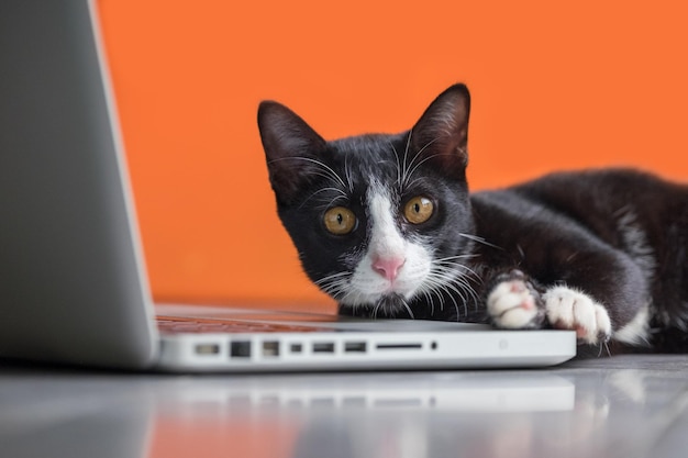 Close-up of cat sitting with laptop