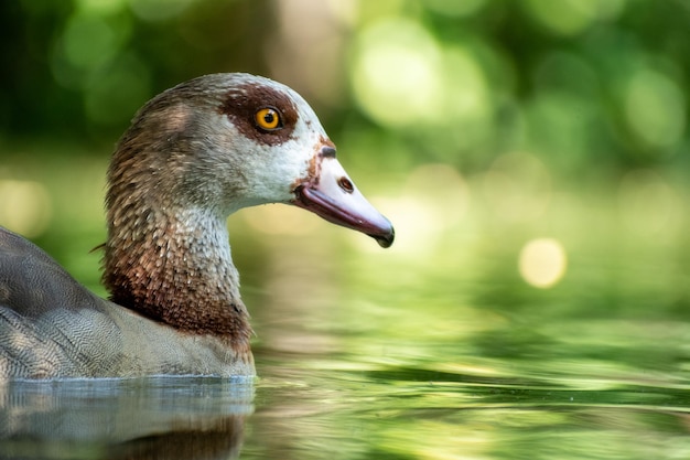 close-up of duck swimming on lake
