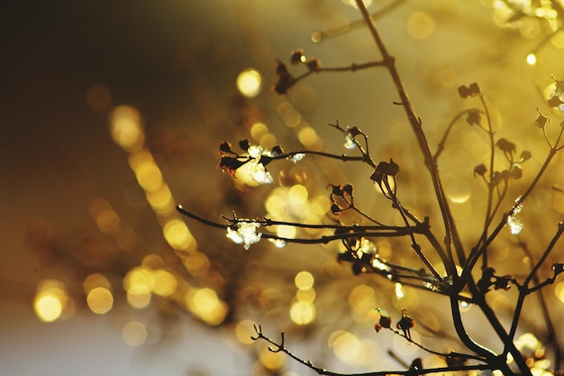 close-up of flower buds growing at morning during winter