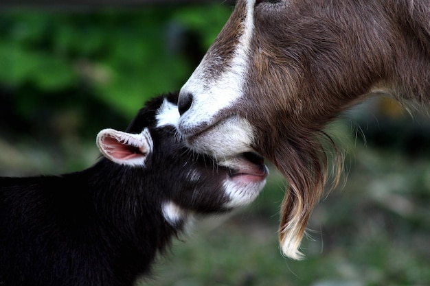 Close-up of goat with young animal