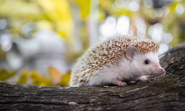 close-up of hedgehog on wood
