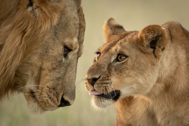 close-up of lion and lioness