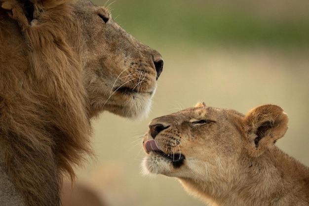 close-up of lion and lioness