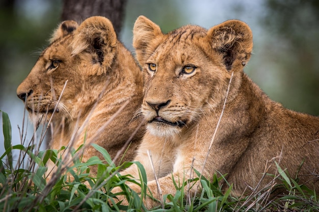close-up of lion cubs