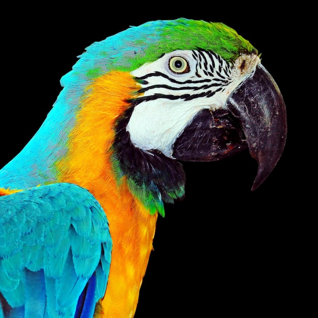 close-up of macaw against black background