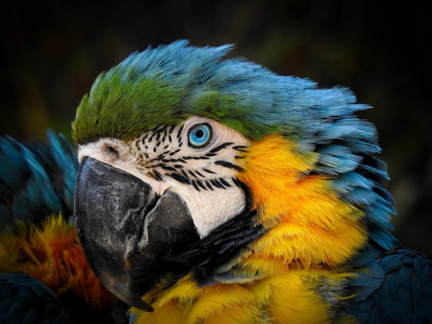 close-up of macaw