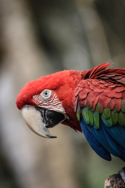 close-up of parrot