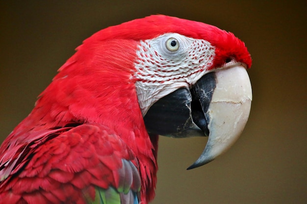 close-up of parrot