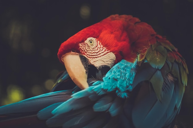 close up of parrot