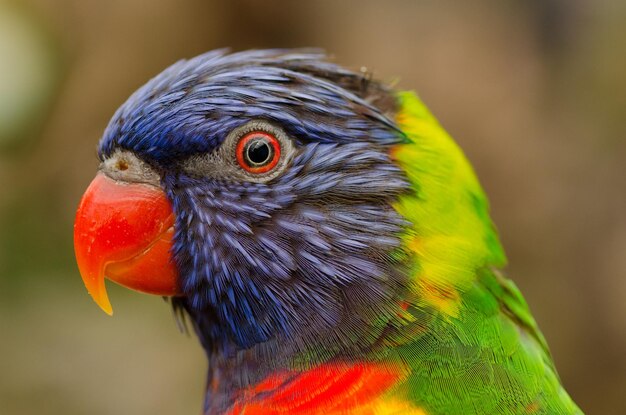close-up of parrot