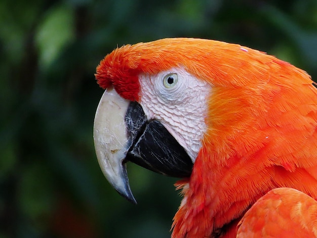 close-up of parrot