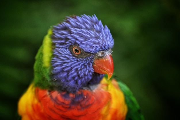 close-up of parrot