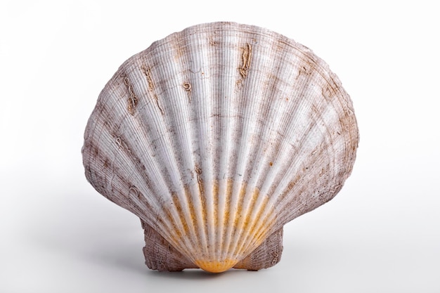Close-up of scallop shell over white background