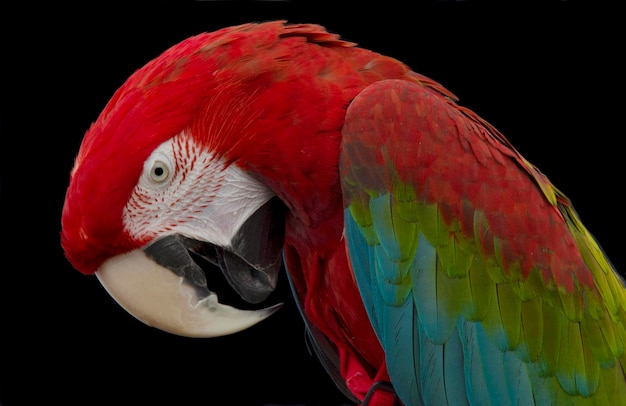 close-up of scarlet macaw