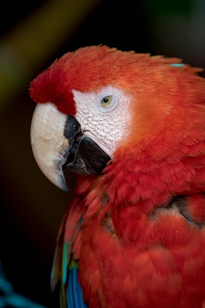 close-up of scarlet macaw