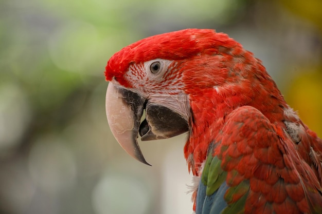 close-up of scarlet macaw
