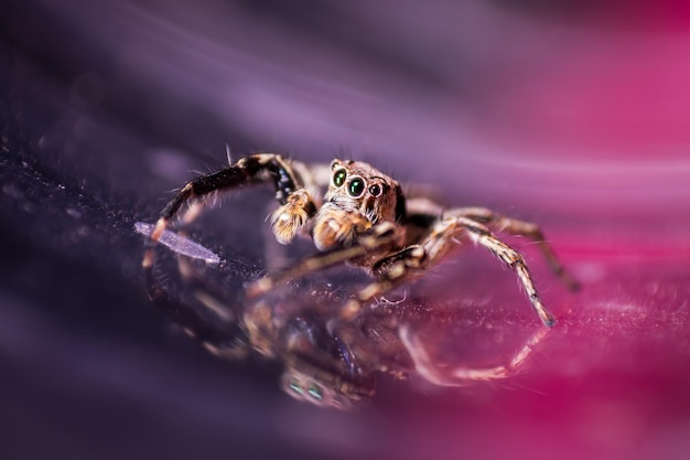 Close-up of spider on purple surface
