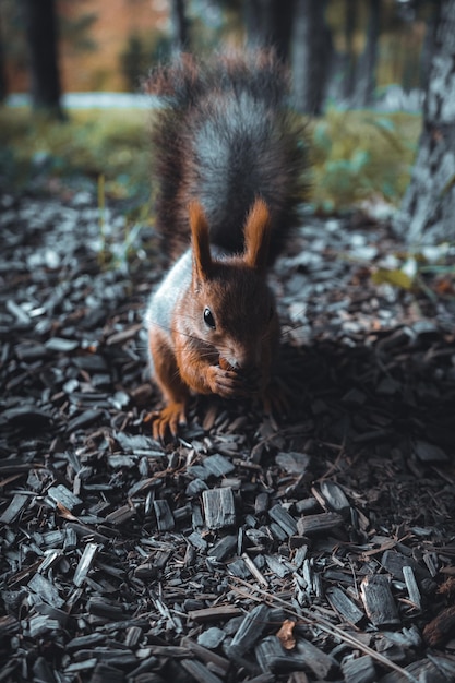 close-up of squirrel eating while sitting on land