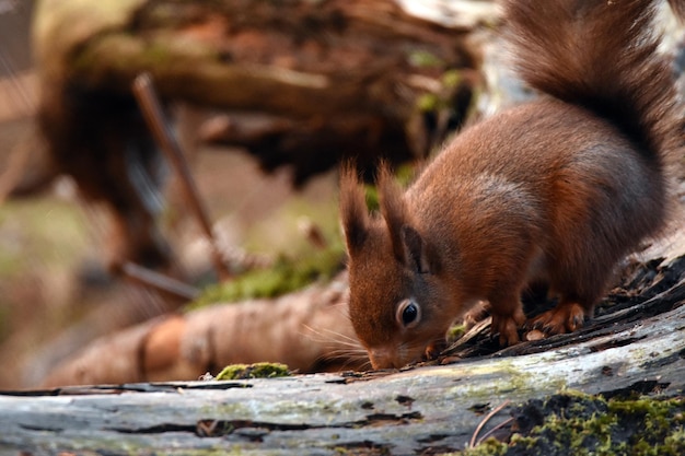 close-up of squirrel on tree trunk