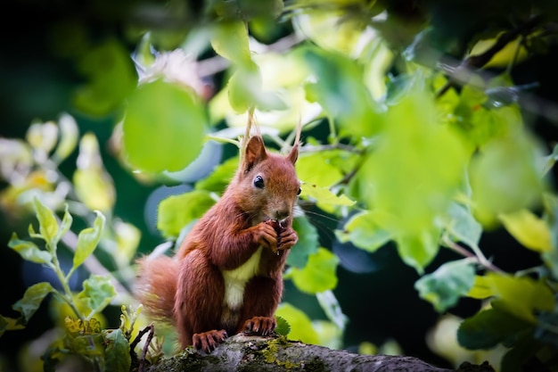 close-up of squirrel on tree