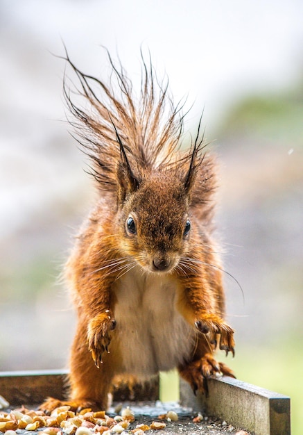 close-up of squirrel