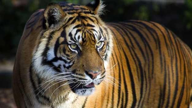 close-up of tiger