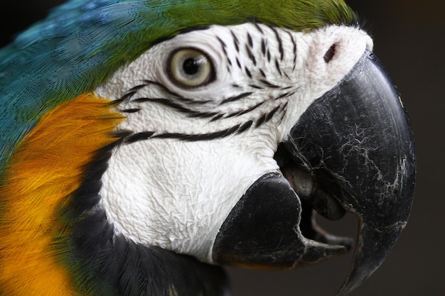 close-up portrait of macaw against black background