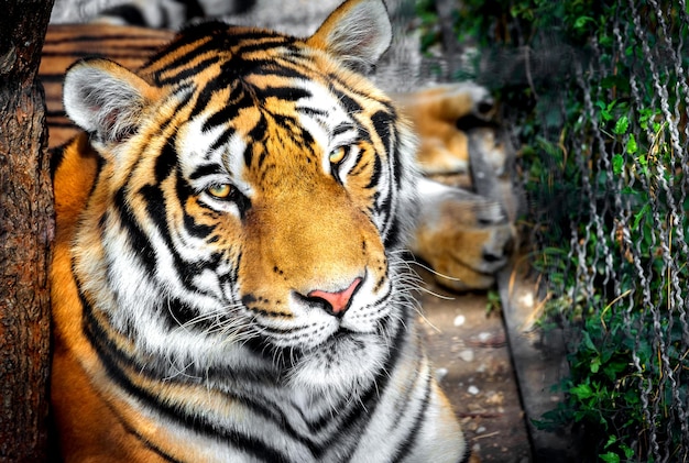 close-up portrait of tiger