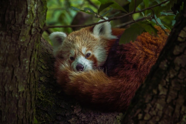 cute red panda sleeping