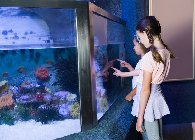 Cute siblings looking at fish tank