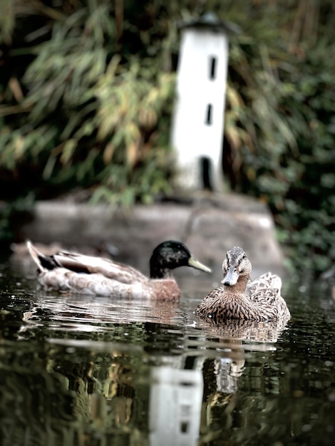 duck swimming in lake