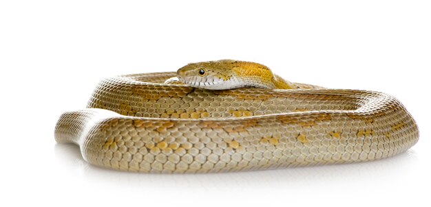 Elaphe guttata on white